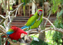 Bali Bird Park