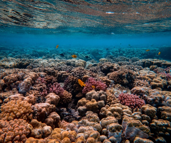 Banana Reef