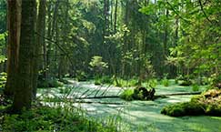 Bialowieza Forest