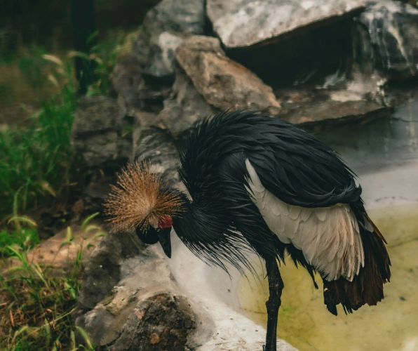 Jerusalem Biblical Zoo