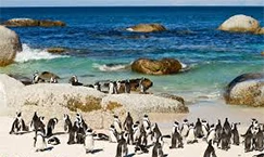 Boulders Beach Penguins Cape Town