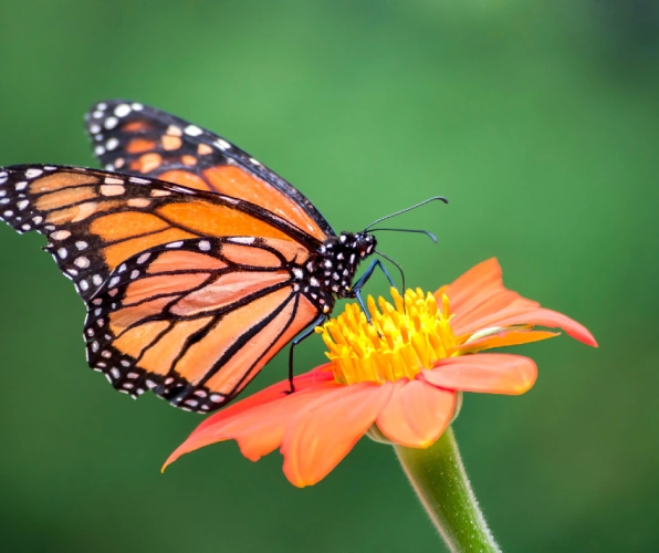 Butterfly Park