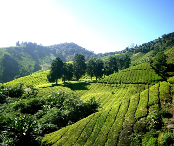 Cameron Highlands