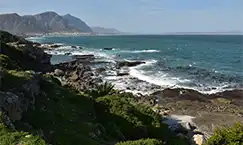 Hermanus