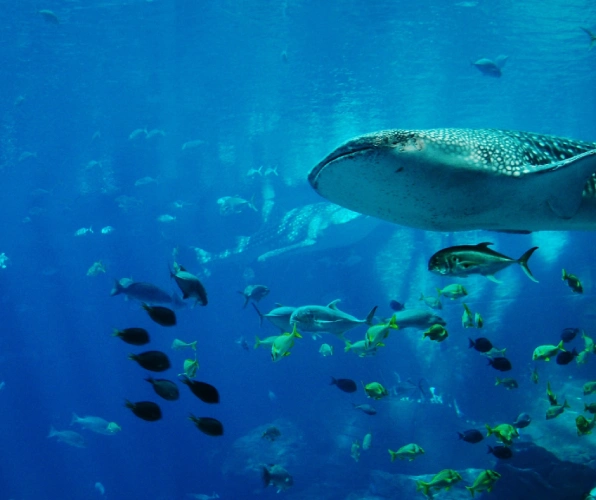 Aquaria KLCC