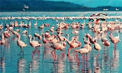 Nakuru National Park