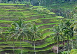 Ubud